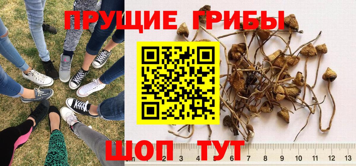 Псилоцибиновые грибы Cubensis Балашиха